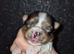 1 x blueberry Yorkshire Terrier puppie