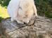 Mini lops ** Please read**