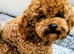 Beautiful well behave toy poodle