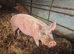 White Sow in pig to tamworth boar