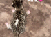 tabby kittens
