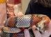 Honduran milk snake