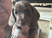Miniature dachshund boys