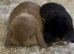 Stunning litter of mini lop bunnies looking for loving homes.