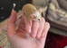 I have mice, nice colours