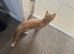 Ginger female kitten looking for a loving home