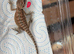 Baby Red Monster x hypo zero