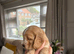 Beautiful Show Cocker Spaniel's