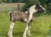 Black Pearl Tobiano Colt Foal