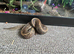 Royal python