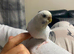 Various coloured hand tame baby budgies