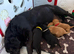 KC Registered Labrador Puppies