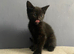 Grey and black kittens