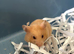Syrian Hamster Baby&rsquo;s - Ready 8th July