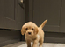 Poogle pups for sale (Beagle x poodle)