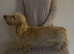 5 miniature dachshunds