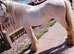 4 year old gelding