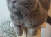 Pure pedigree bsh kittens