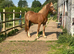 Chestnut Roan Welsh D Filly