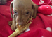 Miniature dachshund female