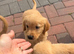 Golden retriever puppies kc registered