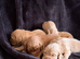 KC cocker spaniel puppies