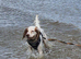 Rehome cocker spaniel