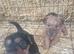 Welsh terrier x red Lakeland terrier pups