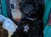 Toy poodle puppies KC reg Fully Vaccinated