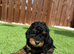 Jackapoo puppies for sale