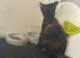 Kitten for sale