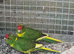 Young Kakarikis