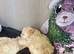 Miniature poodle