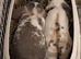Pair of Mini Lop Rabbits
