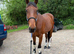 Joey 15.2hh 6yro part Standardbred