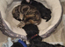 Male yorkie pups