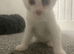 Kittens Ready 15th June