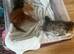 kittens available to reserve