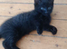 Kittens needing homes