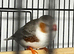 Zebra finch pair