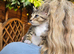 Gorgeous Tabby Kitten
