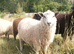 Ram lamb, 5 months old
