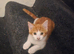 Kitten for sale