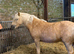 Beautiful welsh pony palomino filly two year old