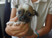 Chihuahua puppies for sale