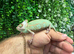 Male Pied Yemen Chameleons