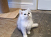 Beautiful Pedigree Chinchilla Persian Kitten.