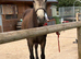Chocolate Dun 14hh Mare & Foal
