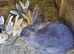 Beautiful Litter of Mixed Coloured Pure Bred Continental Giants - Vaccinated - RESERVE