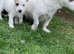 Jack Russell